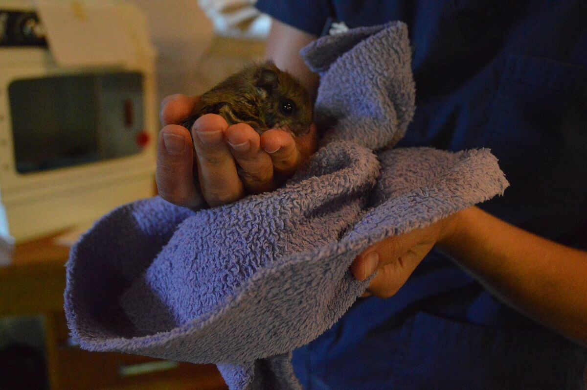 Flying-Squirrel.JPG